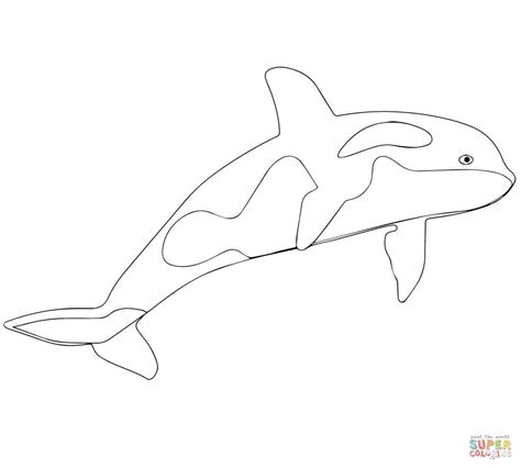 Printable nature coloring pages coloring page for both aldults and kids. Killer Whale or Orca coloring page | Free Printable ...