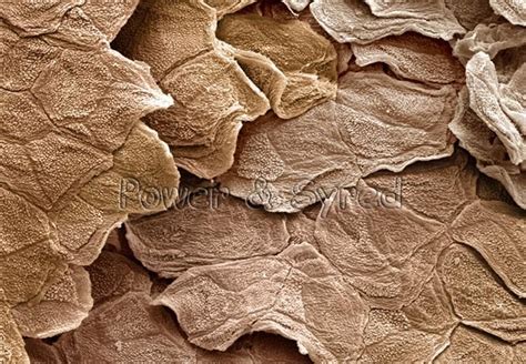 Random Things Under A Microscope Science Images Skin