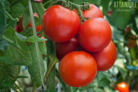How To Plant Tomatoes Deep For A Bountiful Harvest