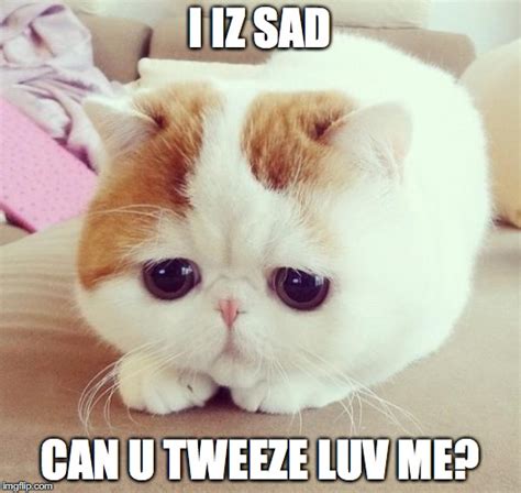 Sad Cat Imgflip