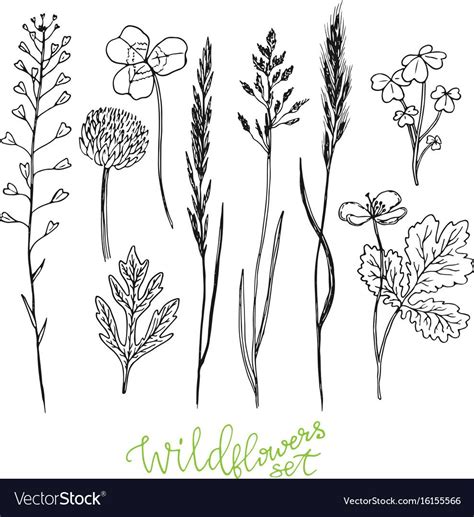 Wild Flowers Hand Drawn Set Ink Herbs Herbal Medicine Vector