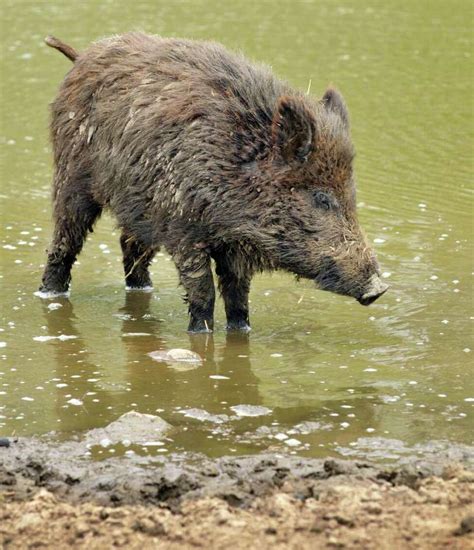 Wild Boars Go Hog Wild As Upstate Threat