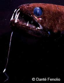 These fishes that belong to the family of stomidae, are. Deep Sea Dragonfish - Deep Sea Creatures on Sea and Sky
