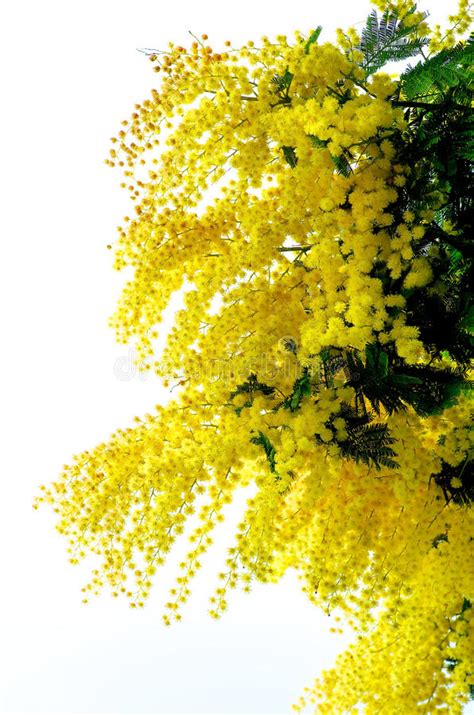 Flowering Yellow Mimosa Stock Photo Image Of Flowering 68841640