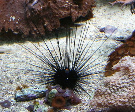Diadema Setosum Longspine Urchin Koralepl Akwarystyka Morska Sklep