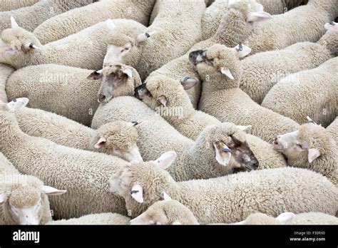 Herd Of Sheep On A Truck Stock Photo Alamy