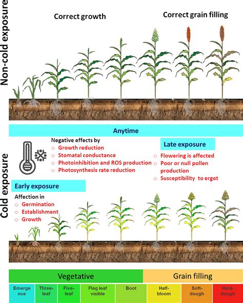 Frontiers Responses Of Sorghum To Cold Stress A Review Focused On