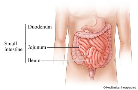 The ph of within the small intestine is six. Small Intestine