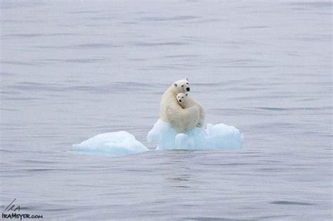 This Picture Of A Starved Sickly Polar Bear Grabs The Worlds