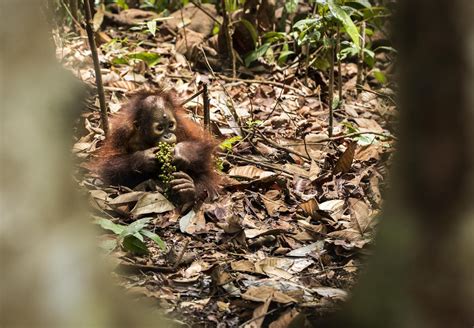 What Do Orangutans Love to Eat the Most? - FOUR PAWS Australia - Animal