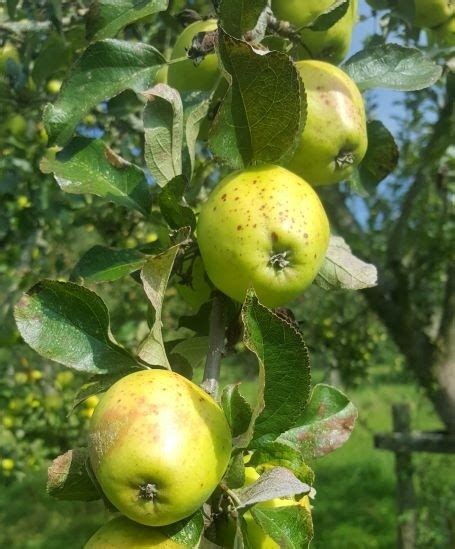 Plympton Pippin Cooking Apple Tree £1700 Cooking Apples Late