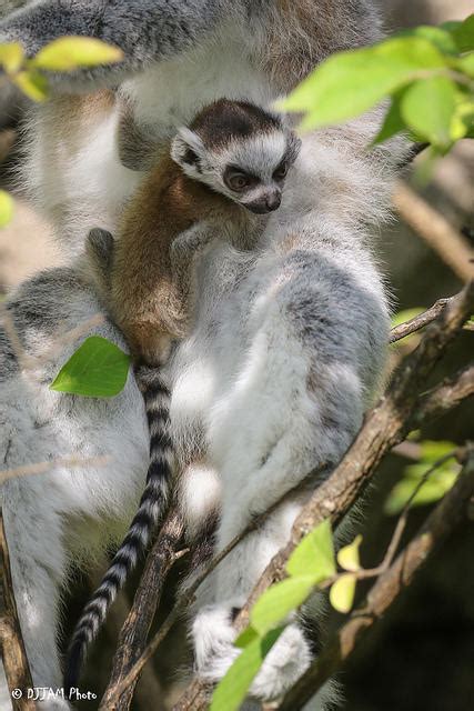 Leaping Lemurs Zoo Celebrates Trio Of Lemur Pups Wvxu