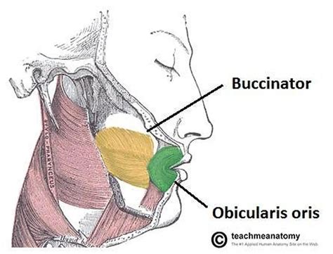 Pictures Of Buccinatorhealthiack