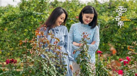 Live A Lovely Teatime At A Rose Garden In Sw China Flower Kingdom 花卉王国