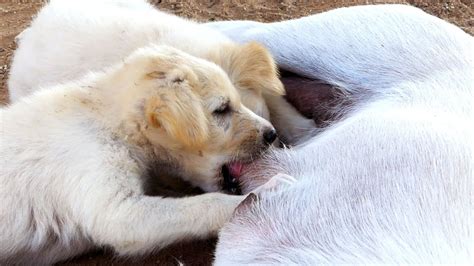 Mother Dog Breastfeeding Cute Puppies Dog Breastfeeding 2 Puppy