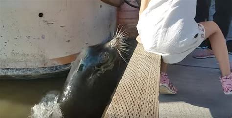 Sea Lion Grabs Girl And Pulls Her Into Water In Shocking Video But Don