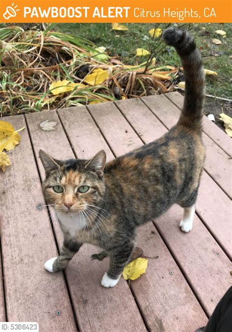 Found Stray Cat In Citrus Heights Ca 95610 Id 5306423 Pawboost