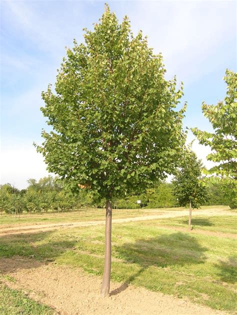 Tilia Cordata Caragh Nurseries