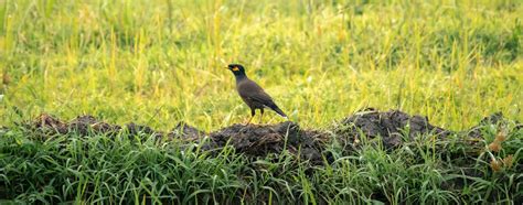 Sri Lankan Common Mynah Bird Spotted In Paddy Field Stock Photo