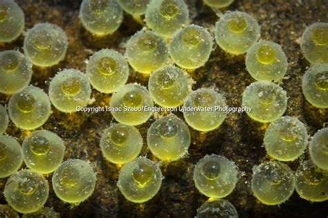 Smallmouth Bass Eggs Engbretson Underwater Photography