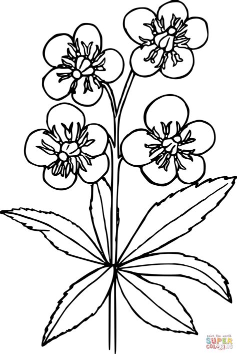 Wildflower Coloring Page Free Printable Coloring Pages