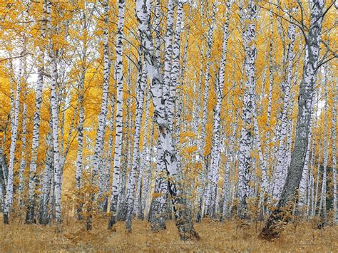 Birch Forest With Yellow Leaves High Quality Nature Stock Photos