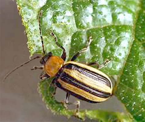 Cucumber Beetles Organic And Biorational Integrated Pest Management