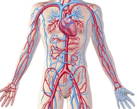 Arteria Aorta Qu Es Anatom A Funci N Recorrido Ubicaci N Y M S