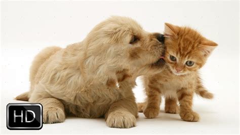 Kitten And Puppy Love To Play And Cuddle Gatos Fotos Con Gatos Animales
