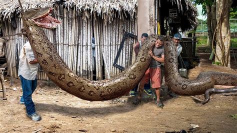 ক্যামেরায় ধরাপড়া সবথেকে বড় সাপ Most Biggest Snakes Ever Caught On