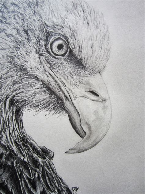 Pin By Chrystele Lemetayer On Oiseaux Eagle Drawing Epic Drawings