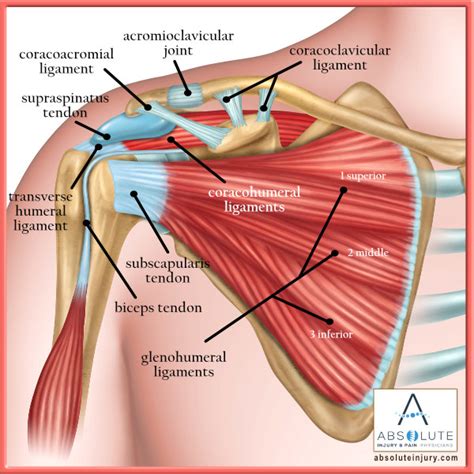 Shoulder Ligament Anatomy Diagram Shoulder Anatomy The Rotator Cuff