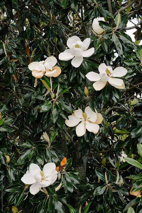 White Magnolia Flowers Del Colaborador De Stocksy Maryanne Gobble