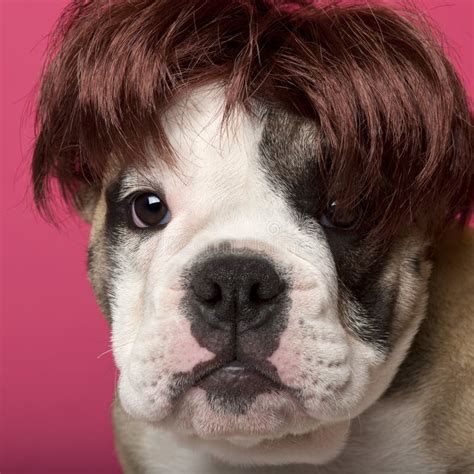 Close Up Of English Bulldog Puppy Wearing A Wig Stock Image Image Of
