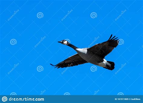 A Canadian Goose In Flight With Its Wings Spread Stock Image Image Of