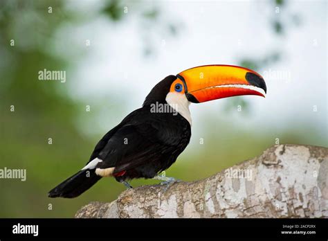 Toco Toucan In A Tree The Toco Toucan Ramphastos Toco Is The Largest