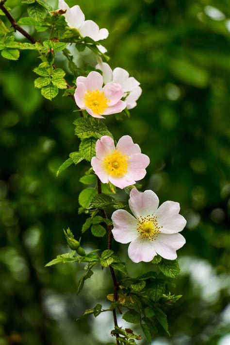 Prickly Wild Rose - Flowers - Featured Content - Lovingly