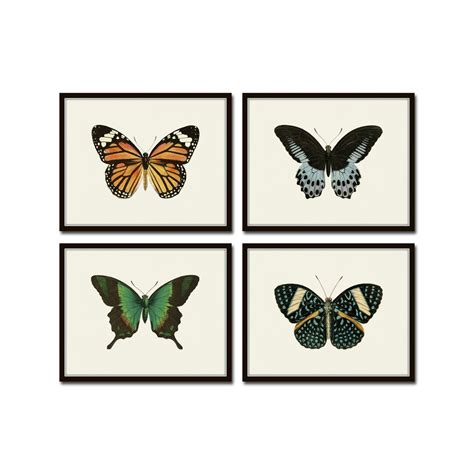 Vintage Butterfly Print Set No 8 Botanical Prints Insect Art Art
