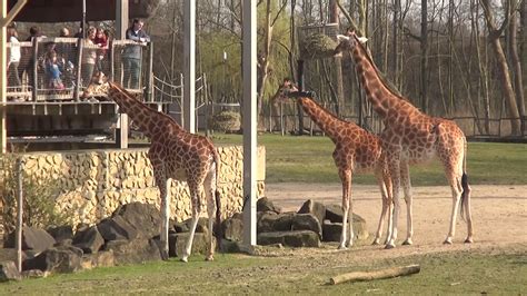 Mechelen zoo planckendael heeft de eerste beelden vrijgegeven van dinolights, het eerste lichtfestival in de geschiedenis van het park. Planckendael met de trein - YouTube