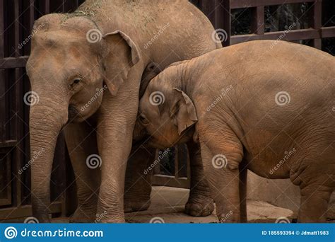 An Asian Elephant And Her Calf Stock Photo Image Of Wild Enclosure