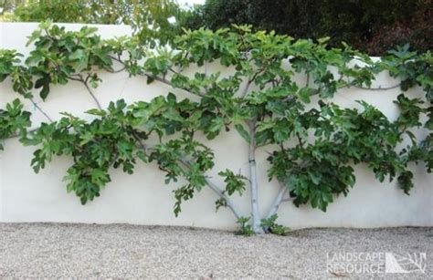 Espalier Fig Tree Maybe A Better Choice For A Fruit Tree As It Does