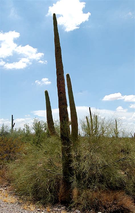 Read on to learn how every part of the cactus plant has become optimized for desert survival. EduPic Cactus and Desert Plant Images