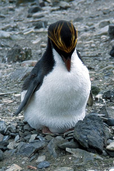 Macaroni Penguin Facts Habitat Diet Pictures Videos