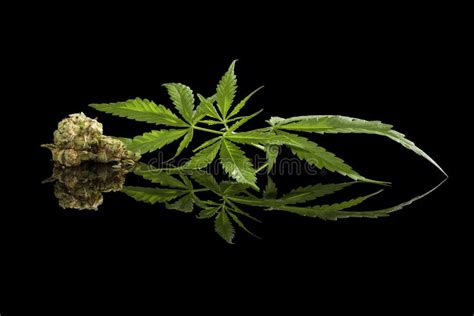Cannabis On Black Stock Photo Image Of Dope Addiction 60469498