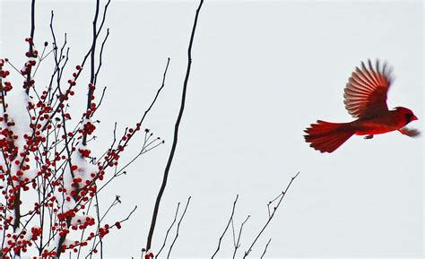Cardinal In Snowy Flight Smithsonian Photo Contest Smithsonian Magazine