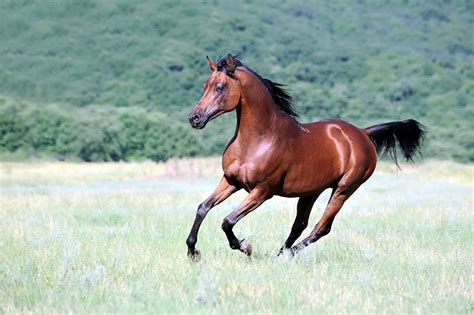 Arabian Horse Breed Characteristics Health And Nutrition Guide Mad Barn