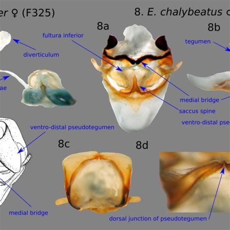 Endoclita Genitalia 7 Female Genitalia Of E Signifier Dissection