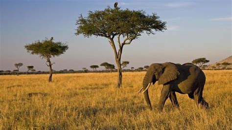 What Is The Food Chain In The Savanna African Forest Elephant African
