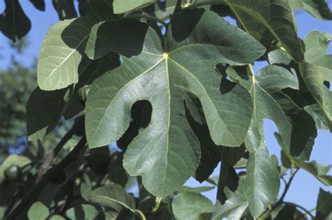 Piante da appartamento con motivo sulla foglia. GIARDINI