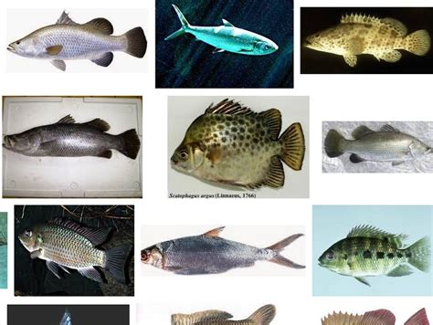 Selain di indonesia, ikan ini juga ditemukan di malaysia dan singapura. Jenis Ikan Air Payau Dan Gambarnya Beserta Keterangannya ...
